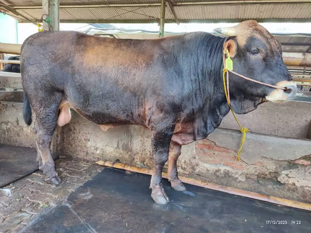 sapi potong 500kiloan siap hajatan nazar sedekahan syukuran jamin puas