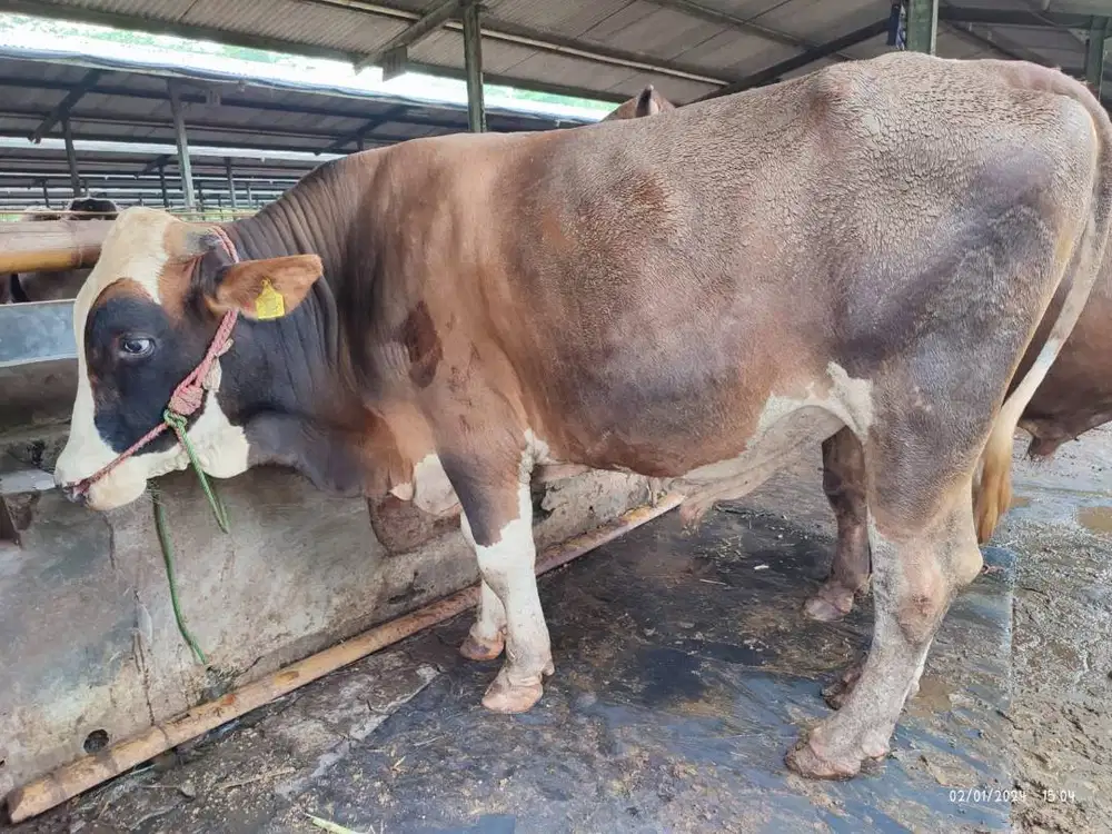 sapi jantan 500kilo siap potong nazar hajatan sedekahan syukuran puas