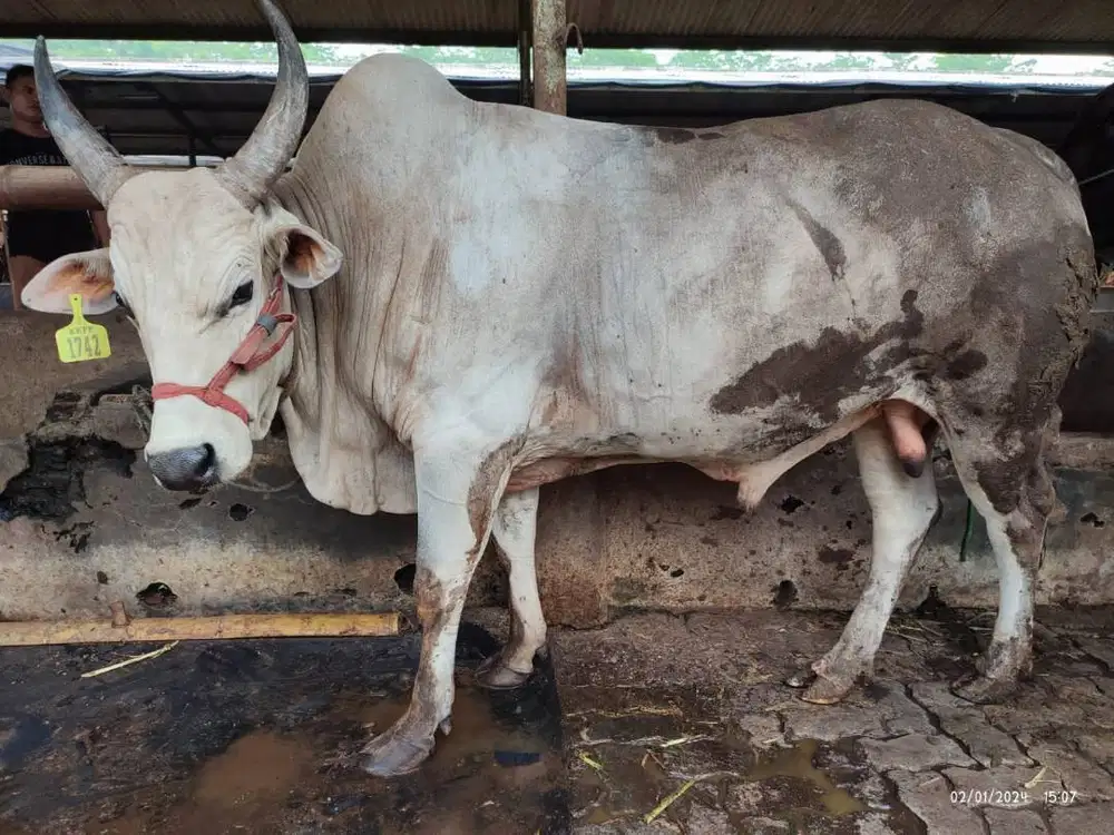 sapi jantan 500kilo siap potong nazar hajatan sedekahan syukuran puas