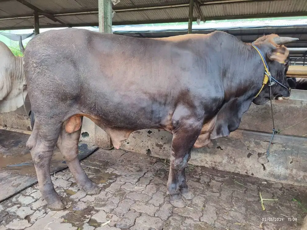sapi potong 500kiloan jantan layak hajatan nazar sedekahan syukuran ok