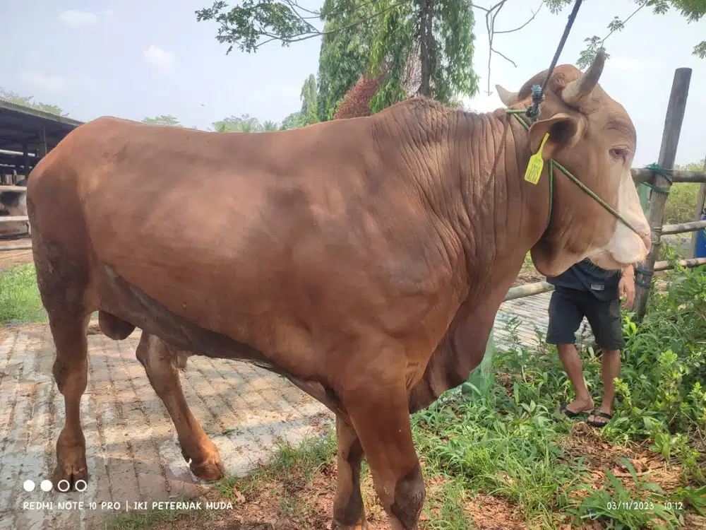 sapi potong 500kiloan layak hajatan sedekahan syukuran jamin manteb ok