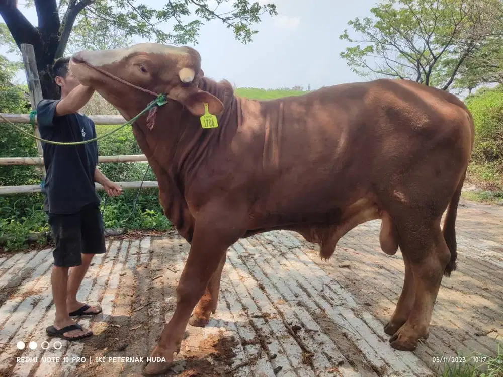 sapi potong 500kiloan layak hajatan sedekahan syukuran jamin manteb ok