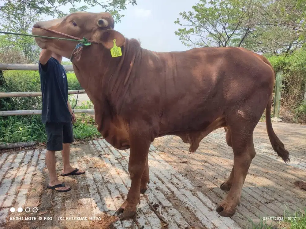 sapi potong 500kiloan layak potongan nazar sedekahan syukuran hajatan