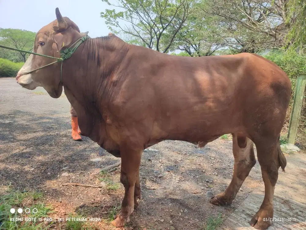 sapi potong 500kiloan layak potongan nazar sedekahan syukuran hajatan