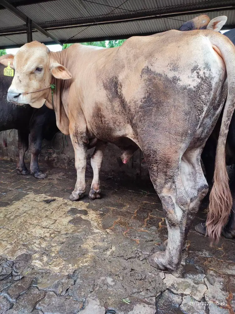 sapi potong 500kiloan layak potongan hajatan sedekahan jamin manteb ok