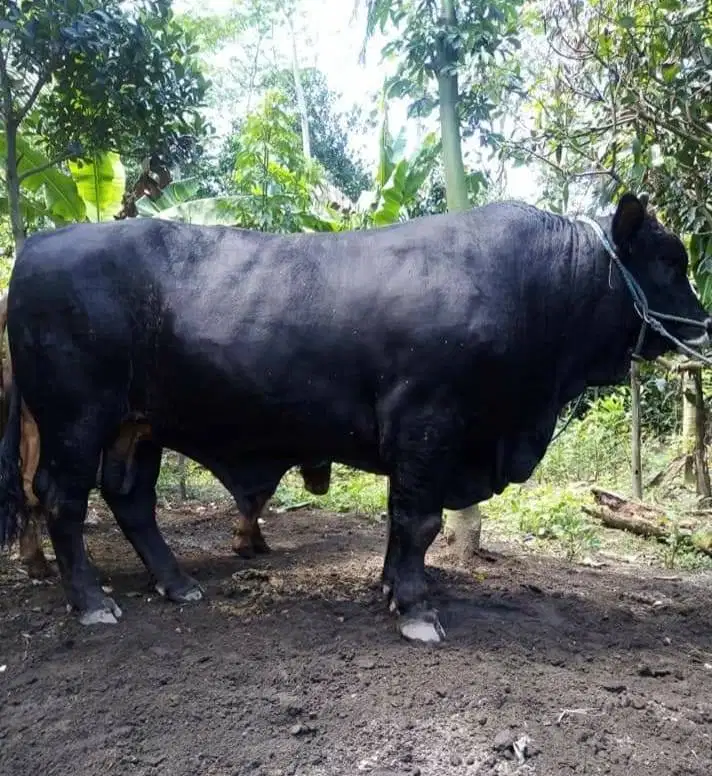 tabungan 15jt/bln 7x sapi qurban 1 ton limosin siap kurban 2026 manteb