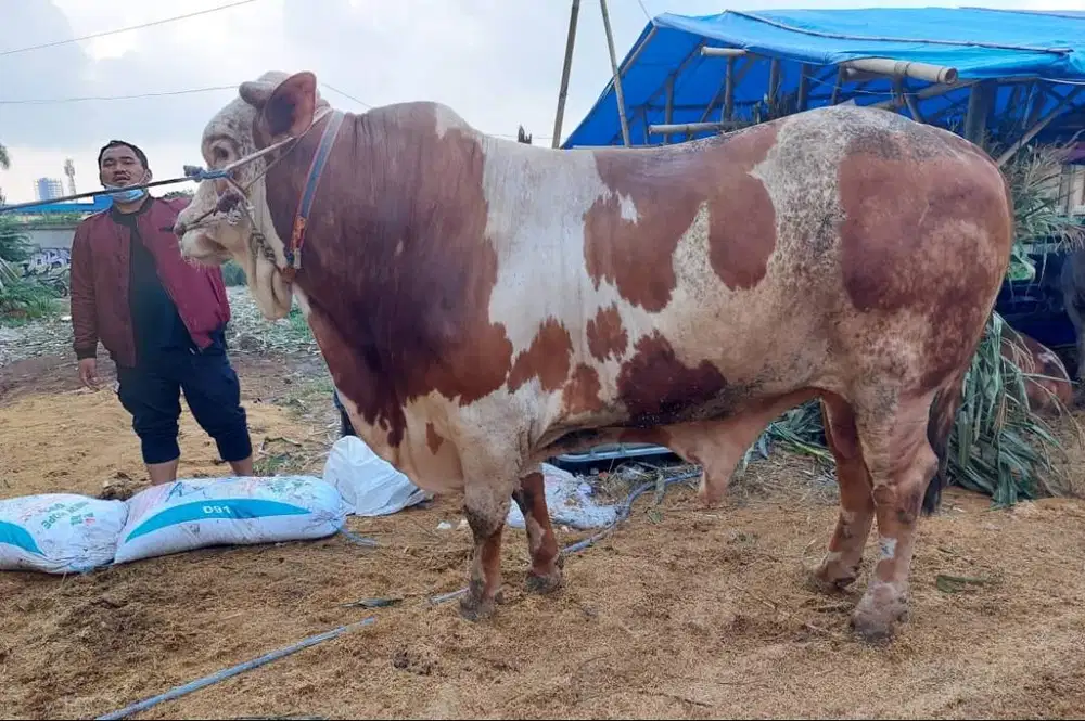 sapi qurban 1 ton limosin siap kurban 2026 bisa dicicil bulanan manteb