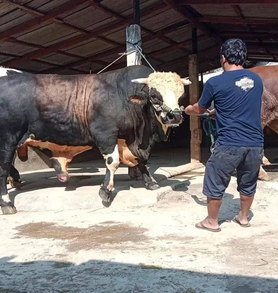 cicilan 15jt/bln 7x sapi limosin 1 ton siap hewan kurban terbaik 2026