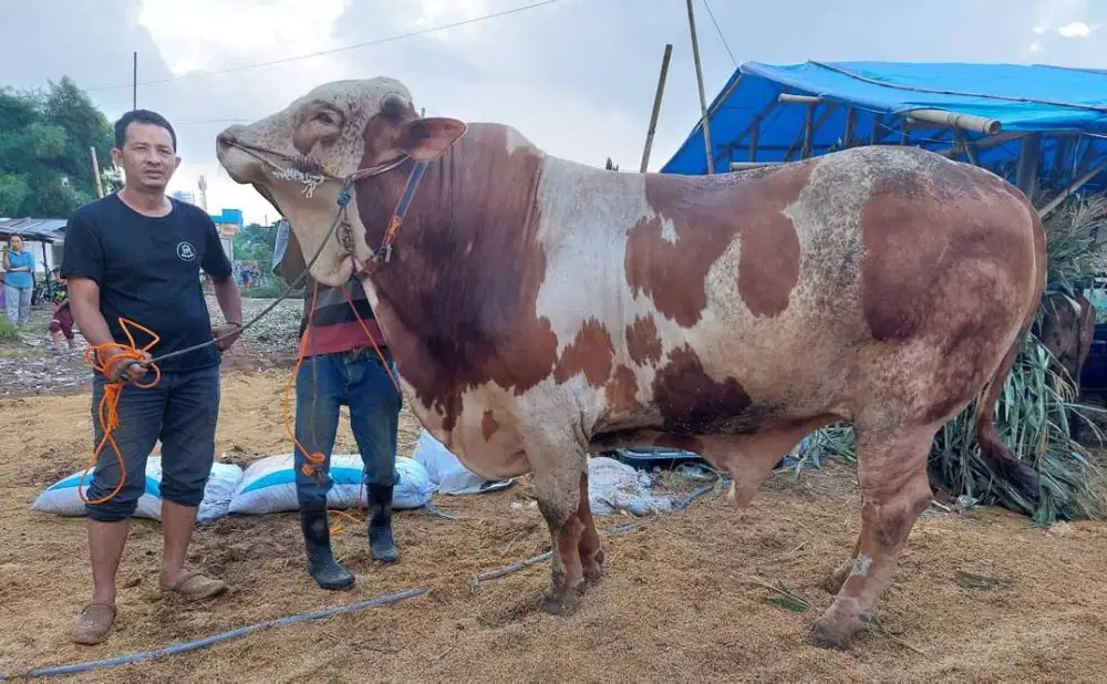 cicilan 15jt/bln 7x sapi qurban limosin 1 ton siap hewan kurban 2026