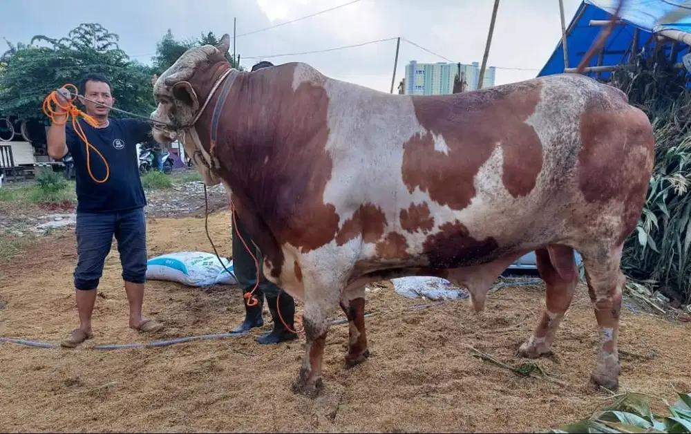 tabungan 15jt/bln 7x sapi qurban limosin 1 ton siap kurban 2026 manteb