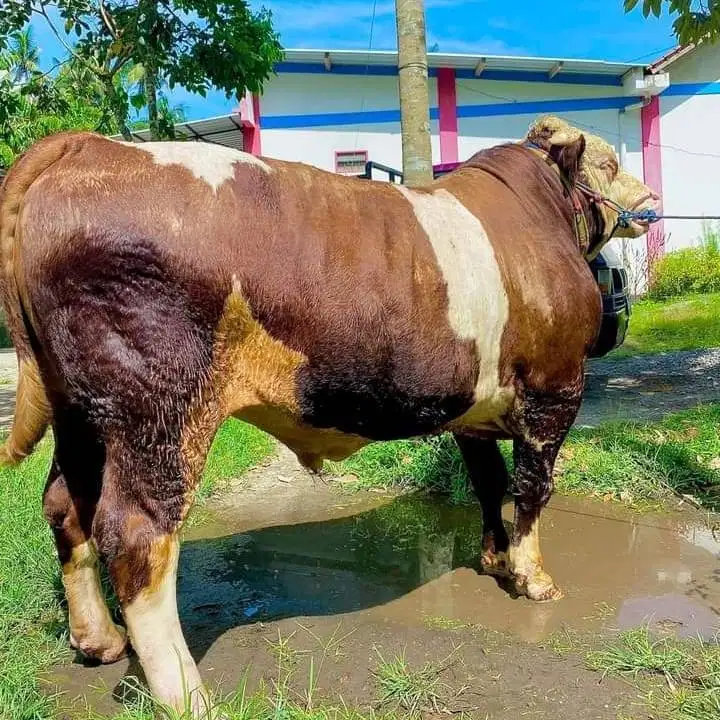 tabungan 15jt/bln 7x sapi qurban limosin 1 ton siap kurban 2026 manteb