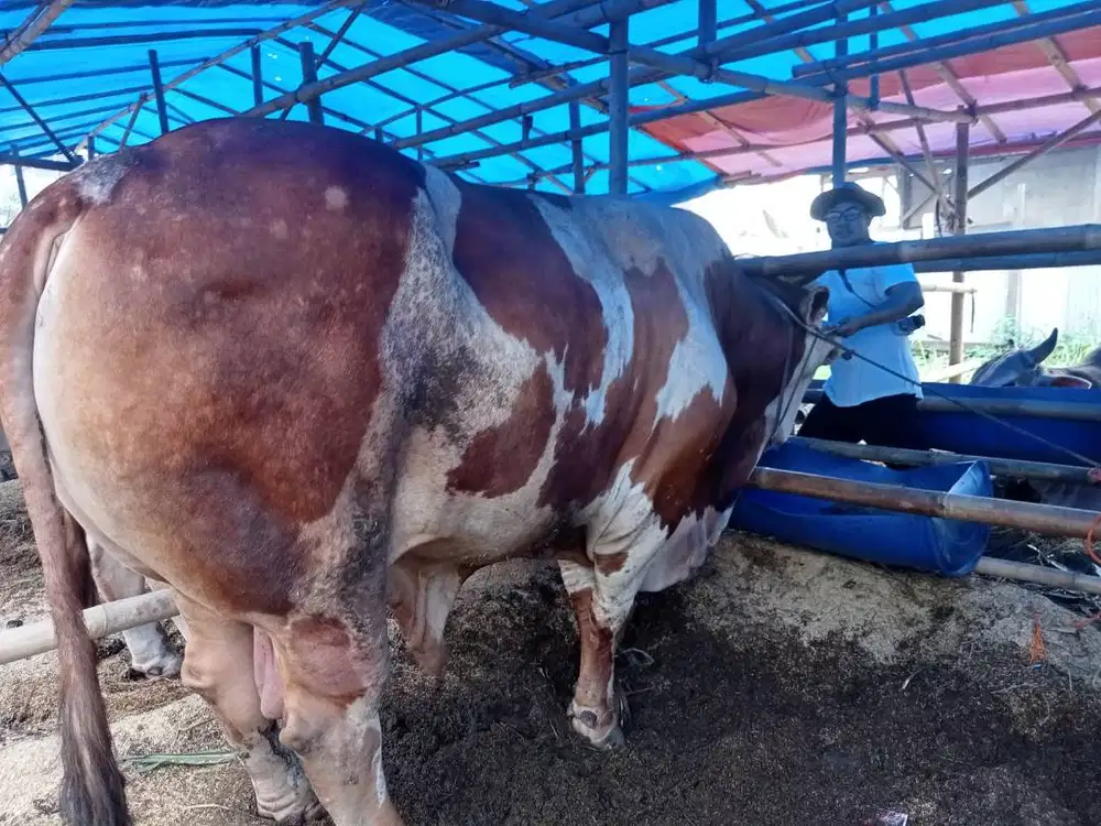 cicilan 15jt/bln 7x sapi qurban limosin 1 ton timbang riil jamin puas