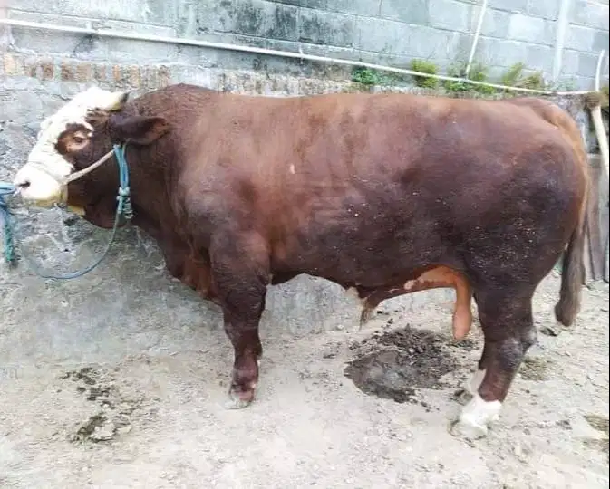 sapi qurban limosin 1 ton timbang riil jamin puas kurban premium TOP