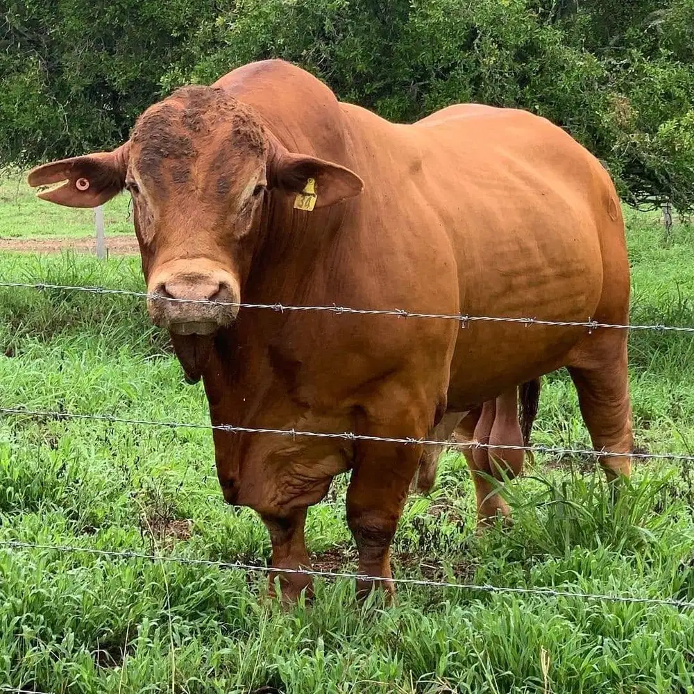 cicilan 15jt/bln 7x sapi jantan limosin 1 ton timbang riil qurban 2026