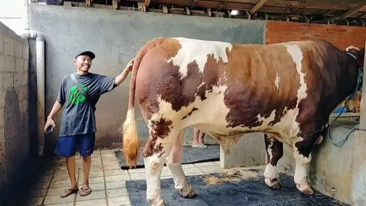 sapi jantan limosin 1 ton timbang riil siap qurban 2026 bisa dicicil