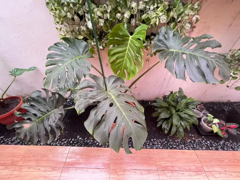 Tanaman Hias Monstera Brazilian King