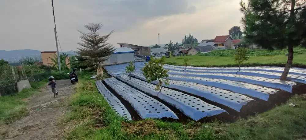 Tanah kebun akses Jalan Depan dan Samping