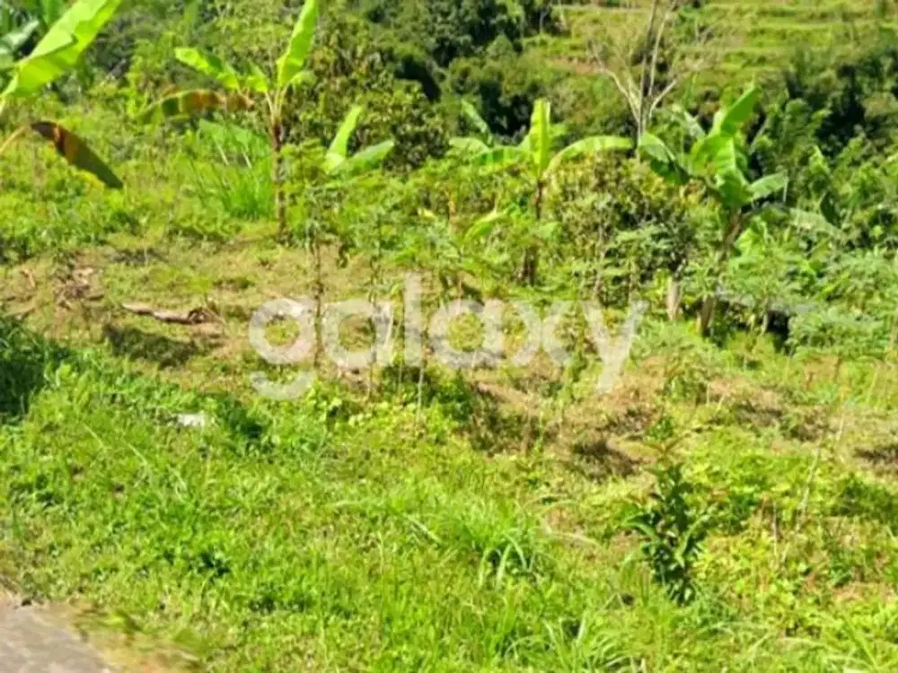 TANAH ASRI DAN SEJUK DI JUWUK LEGI ANTAPAN BATURITI TABANAN, BALI