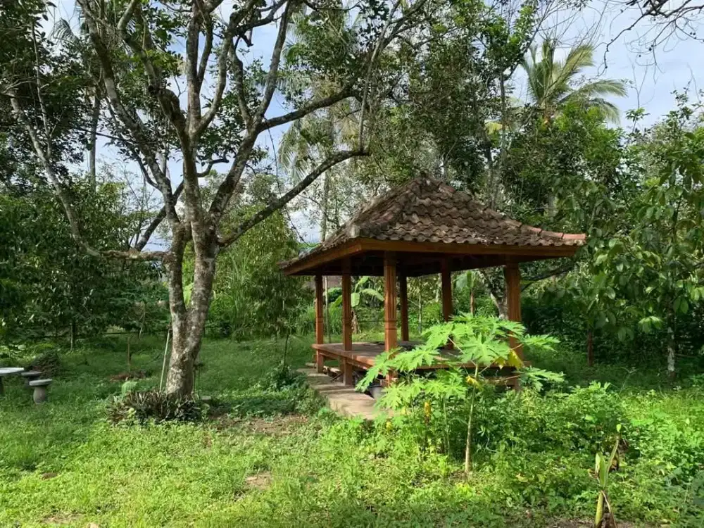 Dijual cepat kebun buah