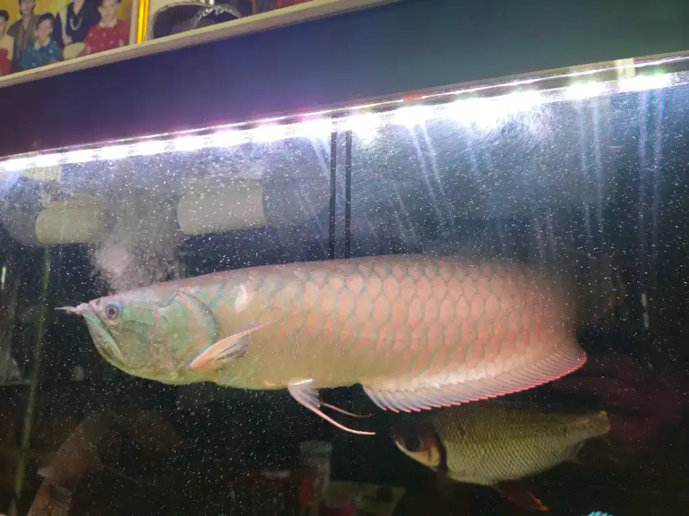 Dijual Arwana Silver Red