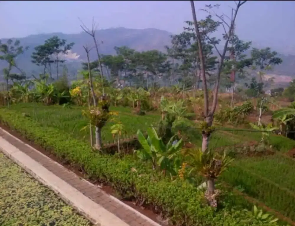 Jual Tanah kavling Cempaka Mekar Padalarang