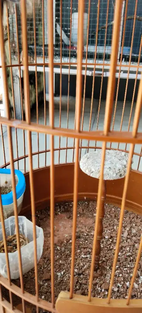 Burung Branjangan parva