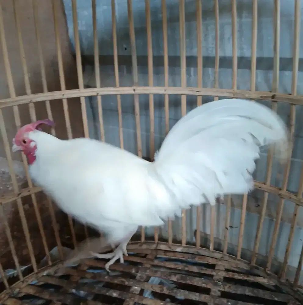 Ayam bekisar putih