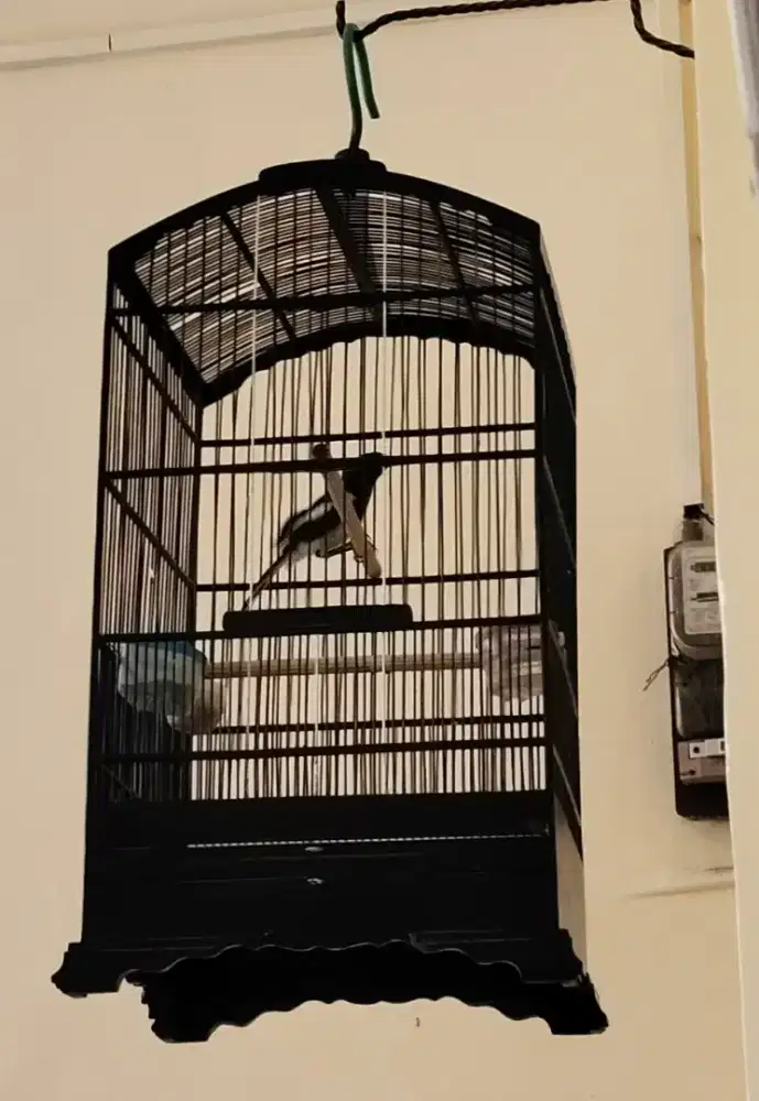 Burung Kacer Dada Putih pastol