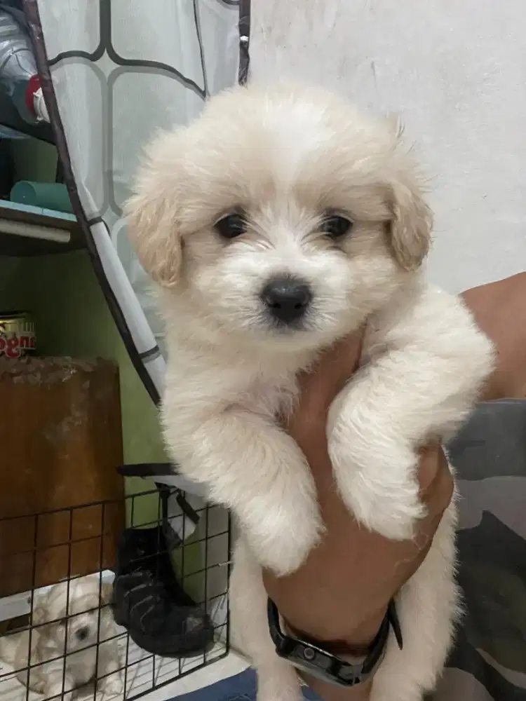 Pomapoo high quality