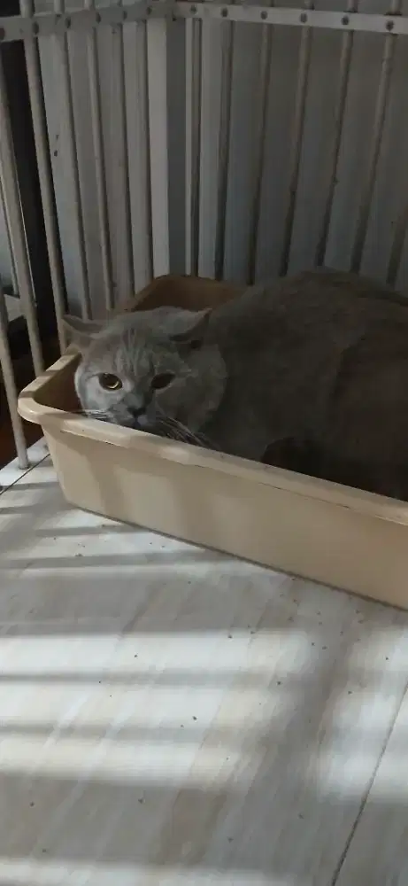 Kucing British short hair Jantan Lilac adult