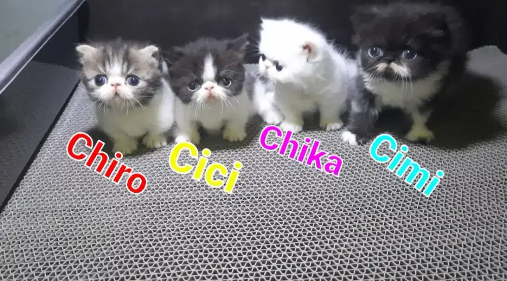 kitten munchkin peaknose