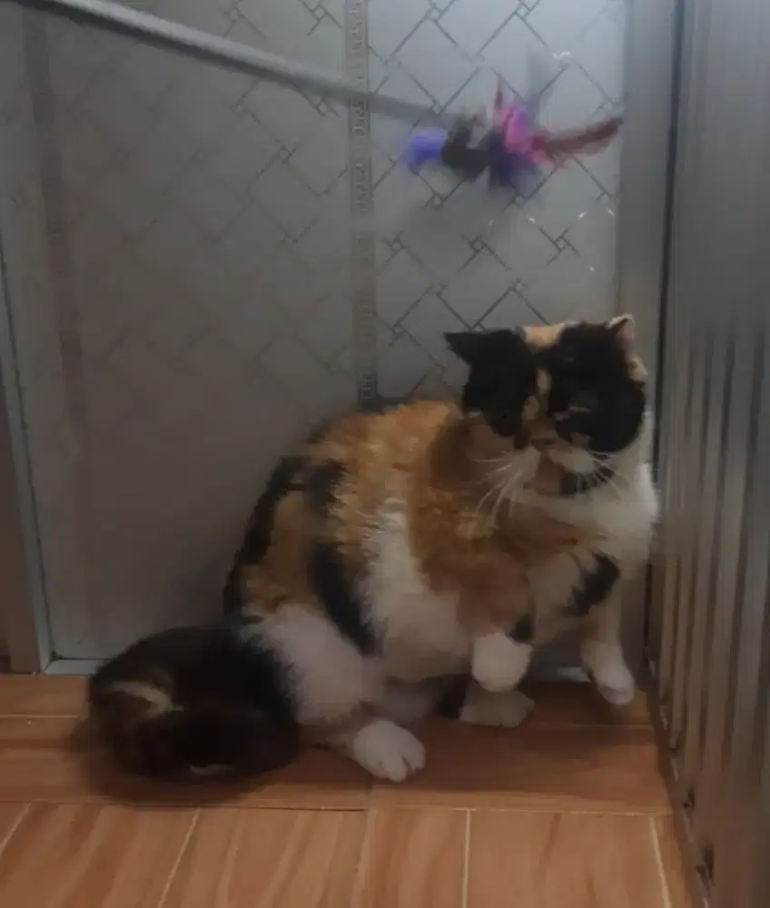 Munchkin minute peaknose shorthair
Proven 1x