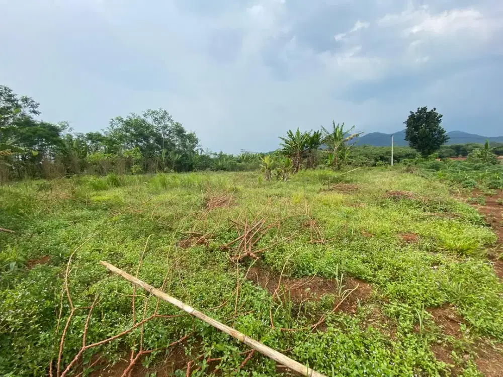 Jual Kebun Lt 3.300 m2 Plered Tegalwaru Jawa Barat Cocok Untuk Kandang Sapi, Kambing, Berkebun