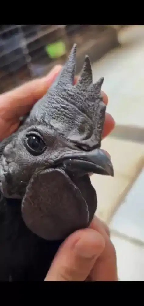 Jual ayam cemani lidah hitam asli ayam hias Indonesia hobi sultan
