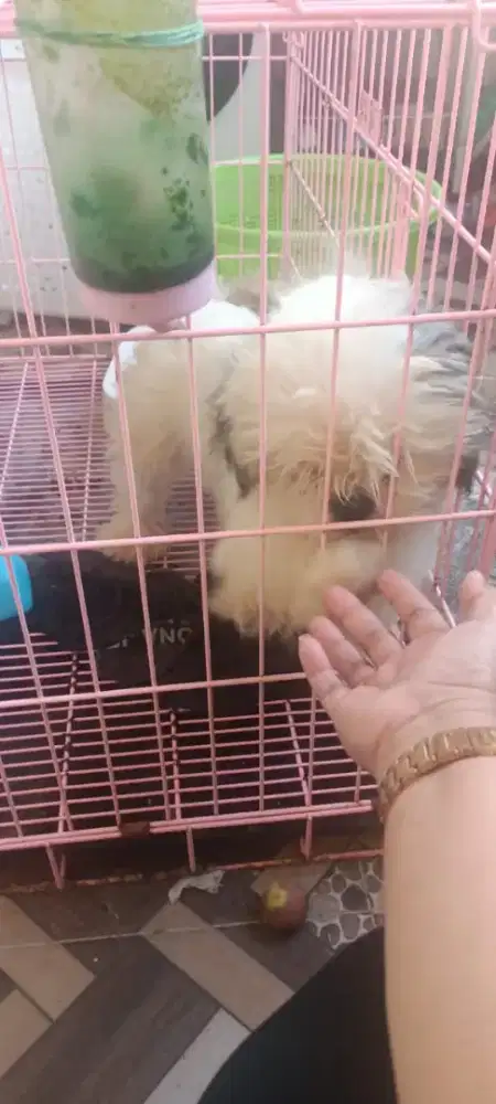Shitsu jantan usia 1th