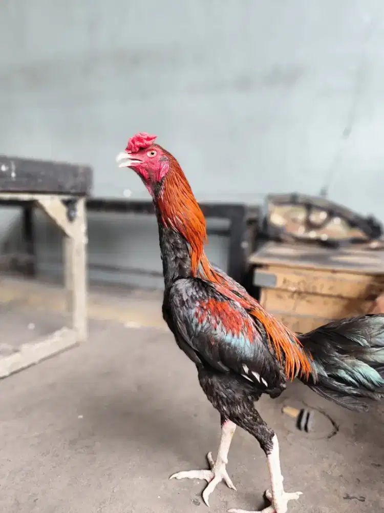 Ayam Bangkok Siap Rawat