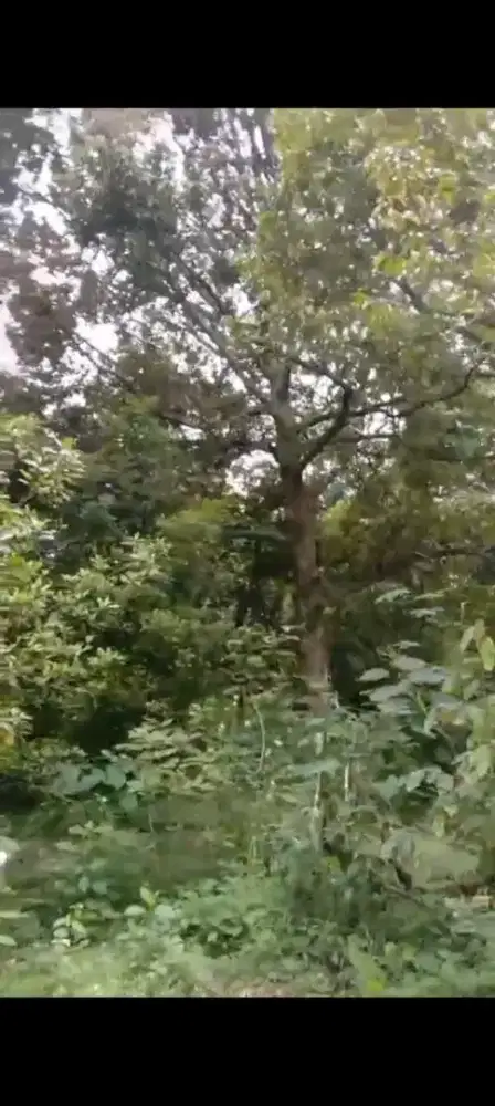 Jual kebun durian ada 40 pohon lokasi ngargoyoso lt 2211m hrg 350rb/m