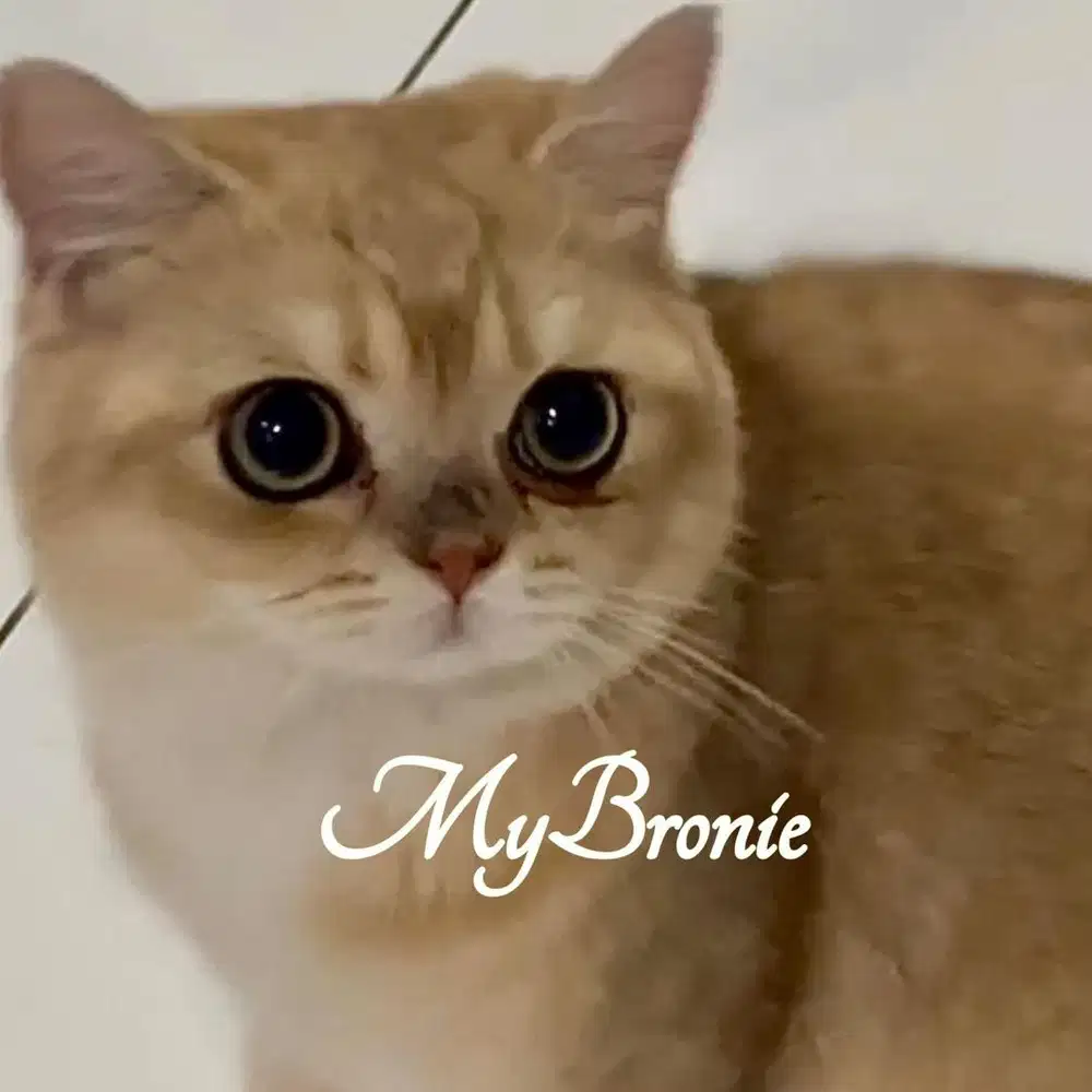 Kucing british shorthair golden ganteng murmer