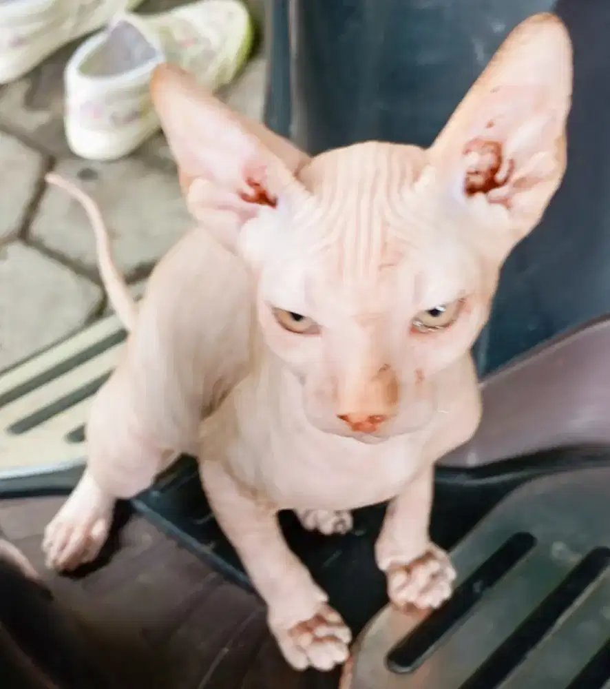 Kucing Sphynx kitten