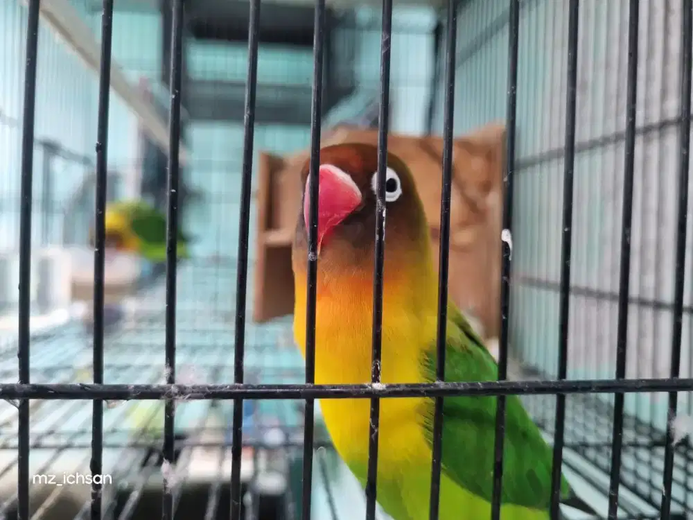Sepasang lovebird produksi
