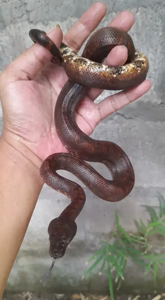 Warna joss makan lahap