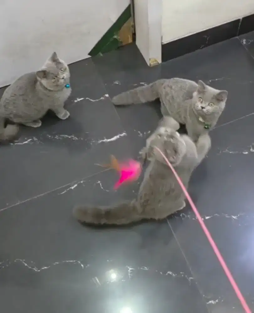 Kitten British shorthair