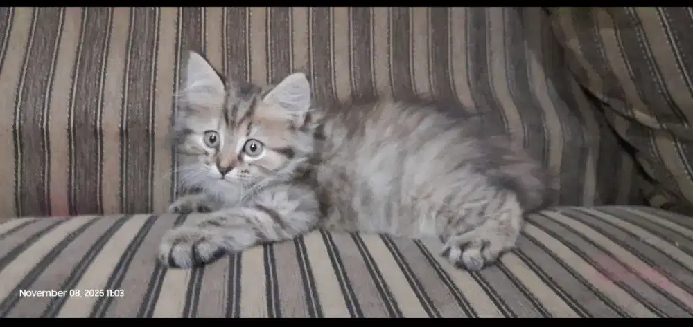 Kucing kitten persia