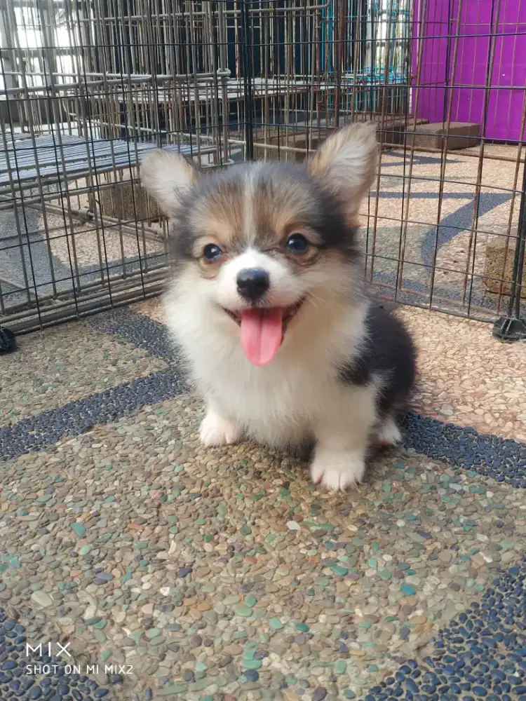Jual anakan Exotic Corgi Long Hair