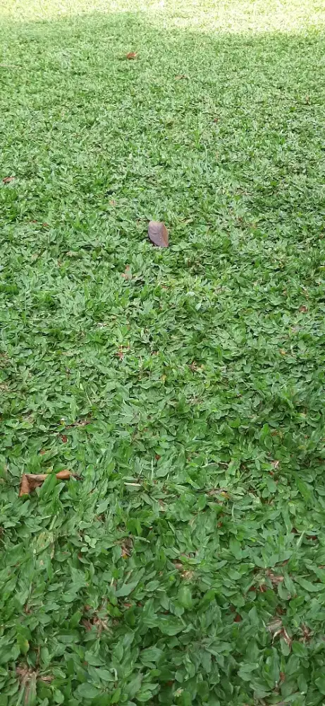 RUMPUT GAJAH MINI DLL