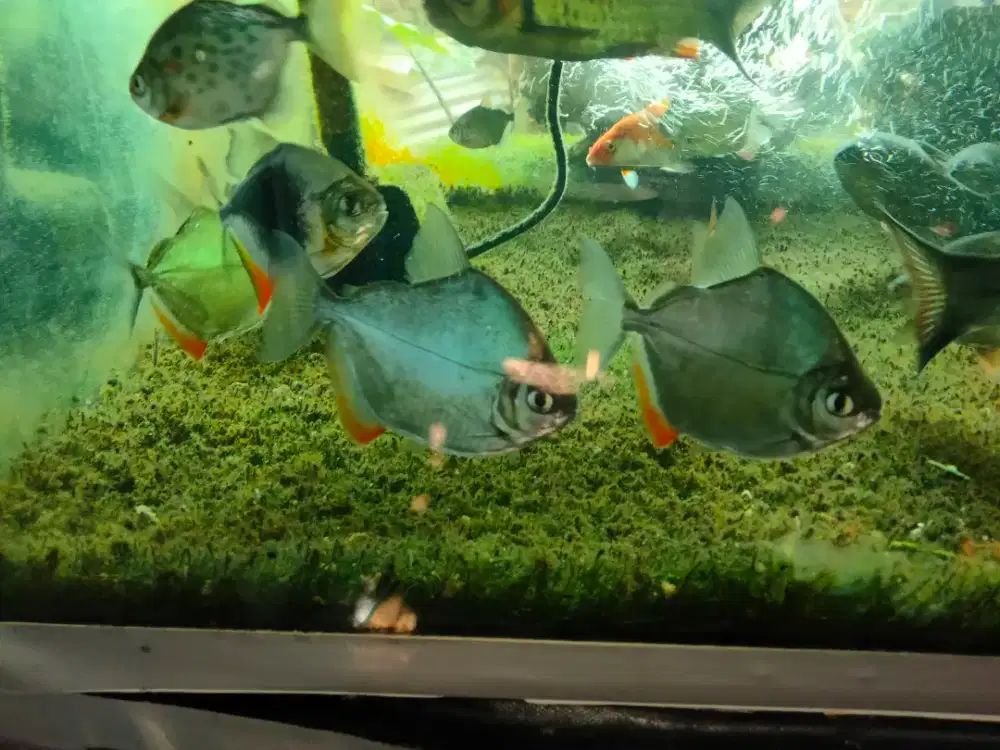 Silver dolar empat jari