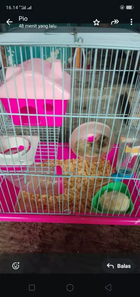 Hamster 2 ekor plus kandang dan mainannya