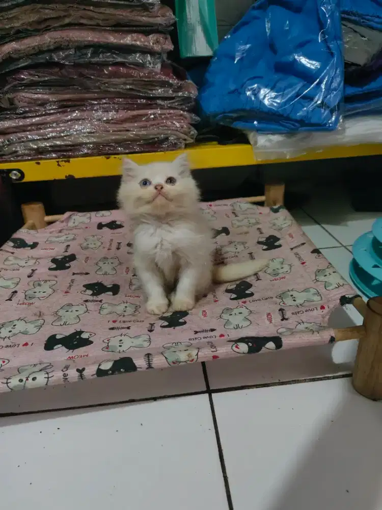 Kucing putih lucu