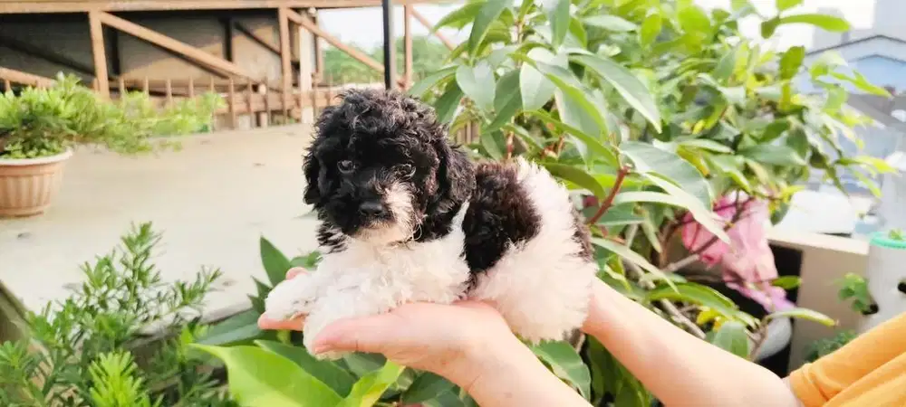 TINY POODLE party color // poodle panda