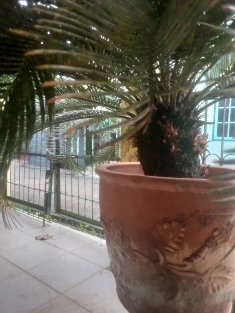 Jual sikas tanaman hias